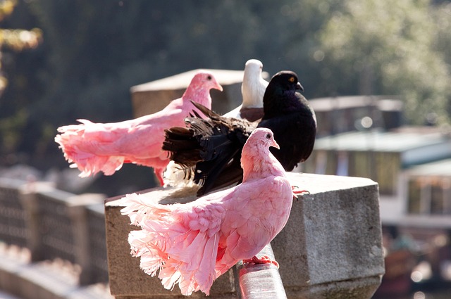 心肌炎等严 心肌炎等严
